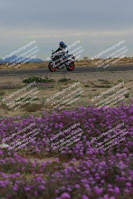media/Jan-14-2023-SoCal Trackdays (Sat) [[497694156f]]/Turn 14 Exit Bloomig (145pm)/